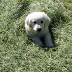 THE Touris - wer wir sind Bild mit einem Golden Retriever Welpen auf einer Wiese.
