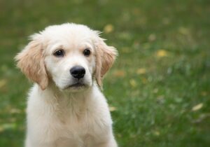 Urlaub mit Hund | Teil 2 Bild mit einem Golden Retriever Welpen auf einer Wiese.