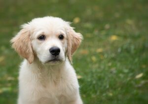 Bild mit einem Golden Retriever Welpen auf einer Wiese.